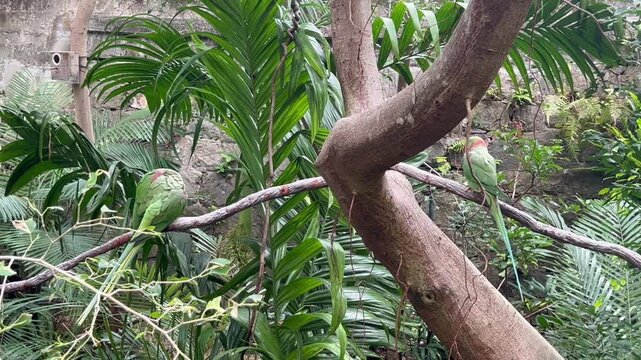 two alexandrine parakeets psittacula eupatria preening themselves on distant branches among dense tropical palms in hong kong zoological and botanical gardens, concept of self care, avian behavior, co