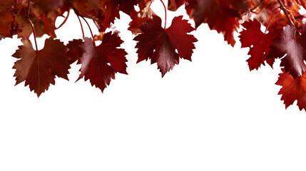 Deep red autumn grape leaves hanging from a vine branch © darietta