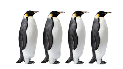 Obraz premium Four standing emperor penguins in a row facing right