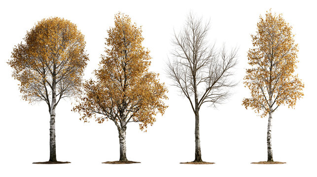 Four birch trees with golden autumn foliage and one bare tree in late fall