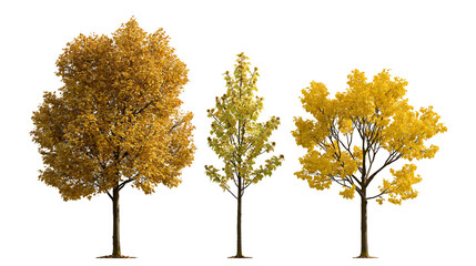 Three deciduous trees with vibrant yellow and orange autumn foliage © darietta