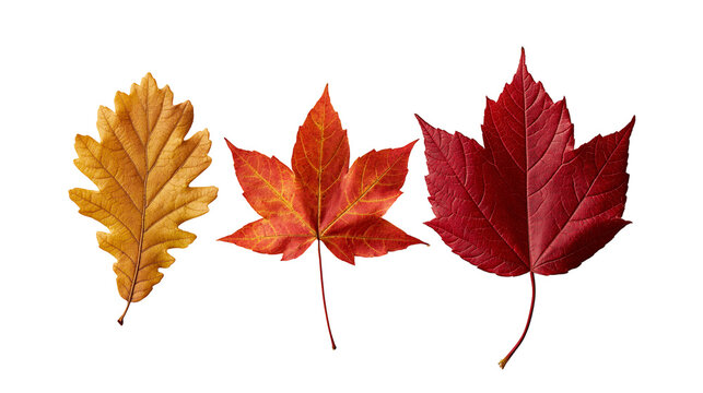 Three colorful autumn leaves including oak and maple foliage in red and orange