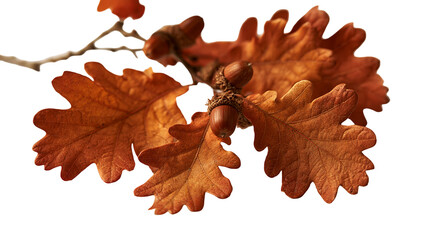 Dried brown oak leaves with acorns on a small wooden branch © darietta