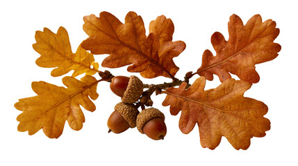 Dried brown oak leaves with three acorns on a twig © darietta