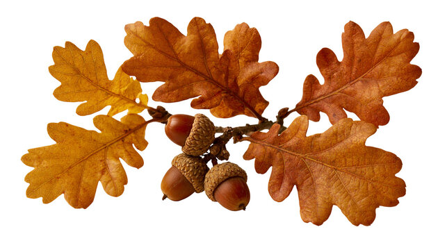 Dried brown oak leaves with three acorns on a twig