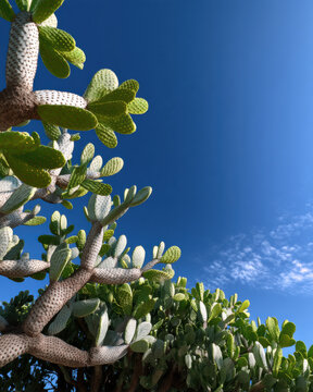 Low angle cactus deeper cobalt sky green pad spiky sunlight outdoor desert nature vibrant