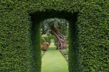 Fototapeta premium The Hedge Archway Framing a Serene Formal Garden Path with Ancient Tree