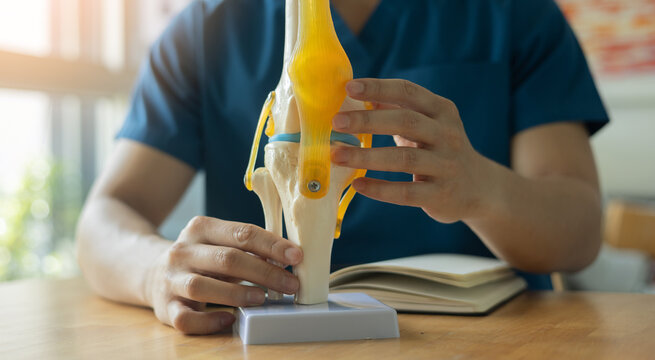 chiropractor hand point on human knee anatomy to diagnosis and explain about symptom or how to treatment to patient in office at hospital for health lifestyle concept