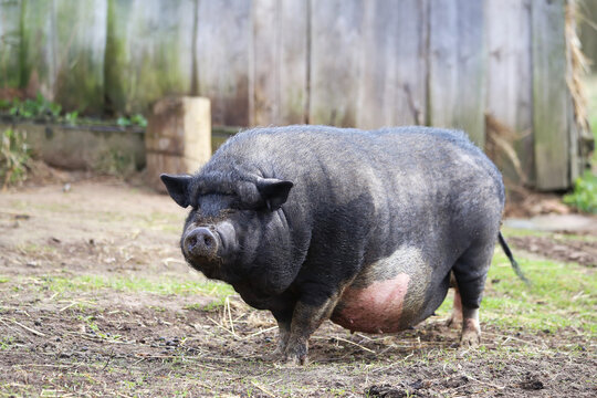 A black pot-bellied pig standing outdoors on the grass in a rustic farm enclosure.