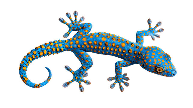 Vibrant blue and orange spotted Tokay gecko lizard