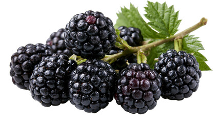 Fresh ripe blackberries with green leaves on a woody stem © Clementine