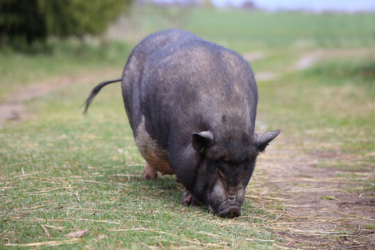 A black, potbellied pig standing on the grass in the countryside.