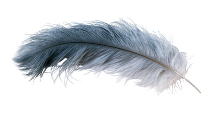 Soft fluffy grey ostrich feather with delicate plume texture © Clementine