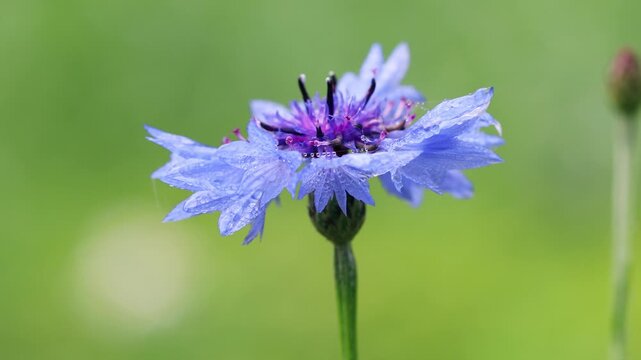 Wild autumn cornflower blue flower with raindrops on petals. Green forest park background, moody atmospheric nature scene, tranquil relaxing outdoor beauty in morning dew, macro.