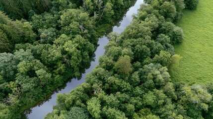 Obraz premium The Serene River Winding Through Dense Forest Canopy Aerial View