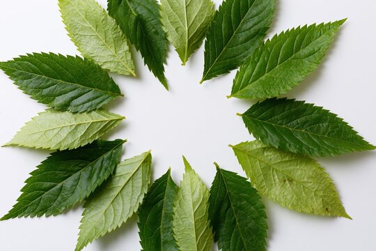 The Circular Leaf Ring: A Fresh Green Botanical Frame of Leaves