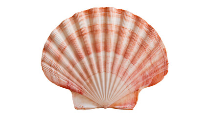 Orange and white striped fan shaped scallop seashell with ribbed texture © Lysander