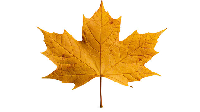 Golden yellow maple leaf with detailed veins and pointed lobes