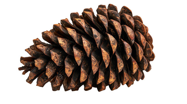 Brown textured coniferous pine cone with woody scales