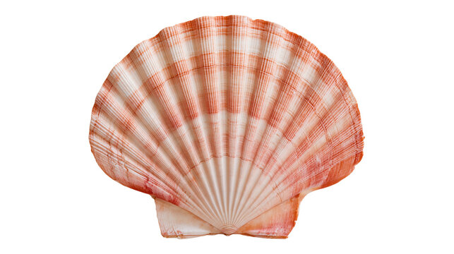 Orange and white striped fan shaped scallop seashell with ribbed texture