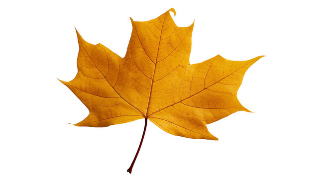 Vibrant golden yellow maple leaf with detailed veins and sharp pointed lobes