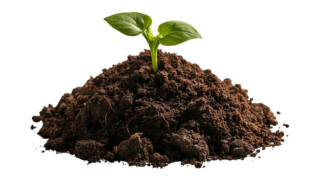 Small green seedling sprouting from a mound of dark fertile soil