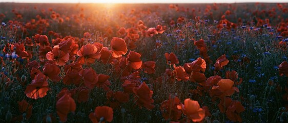 Obraz premium Dense field of red poppies and blue cornflowers at sunset