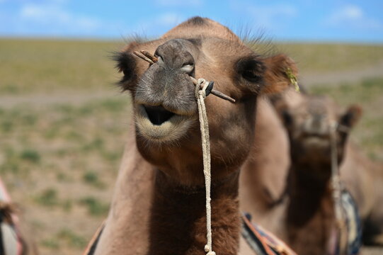 Closeup of camel head in Gobi desert, Mongolia