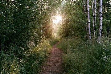 Obraz premium The Sunlit Forest Path Through Birch Trees Toward Golden Morning Light