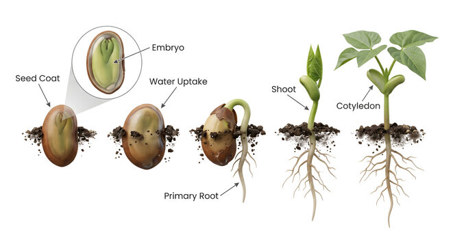 detailed 3d render illustration of bean seed germination process showing various stages of plant growth development from seed to seedling with roots and shoots on white background for biology