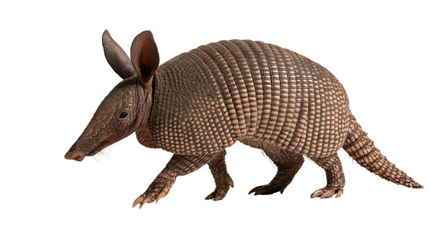 Nine-banded armadillo with armored shell and pointed snout walking