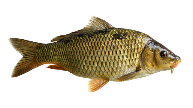 Common carp fish with golden scales and fins swimming sideways