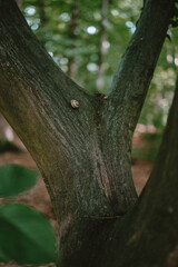 Fototapeta premium ein Baum im Wald mit einer Schnecke