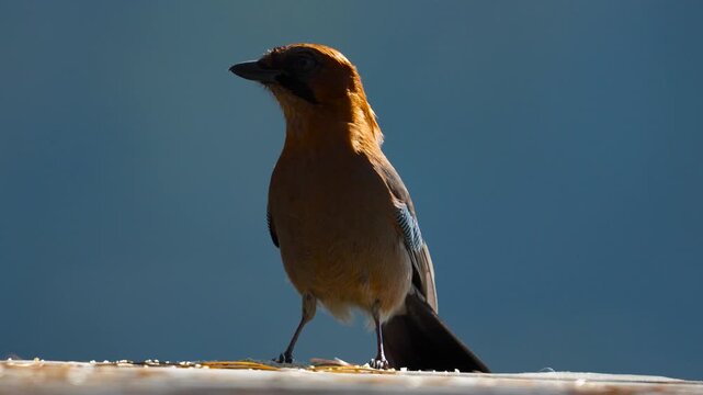 Eurasian jay bird eating crumbs and flying away close up shot.