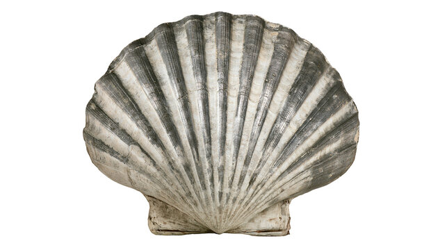 Textured grey and white fan shaped scallop seashell with radial ridges