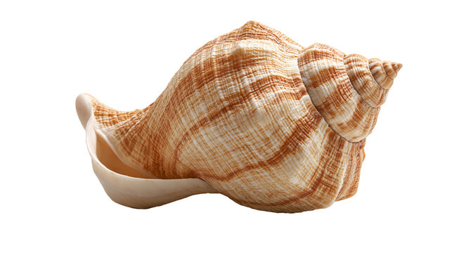 Textured brown and cream spiral conch seashell with detailed ridges