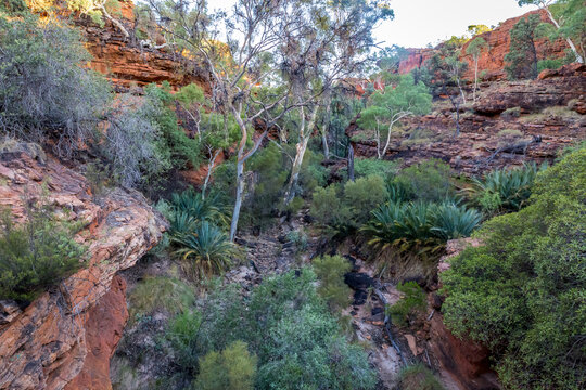 Lush Garden of Eden gorge with cycads at Kings Canyon, Northern Territory