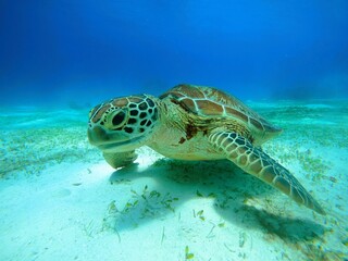Fototapeta premium sea turtle swimming