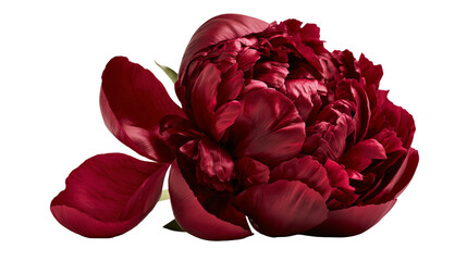 Deep burgundy red peony flower in full bloom with lush layered petals © Eustace