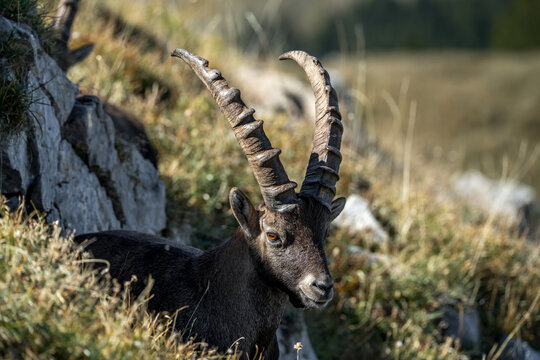 Portrait d' un bouquetin m&acirc;le &agrave; l' aurumne dans le Vercors , en train de ruminer. Alpes FRANCE