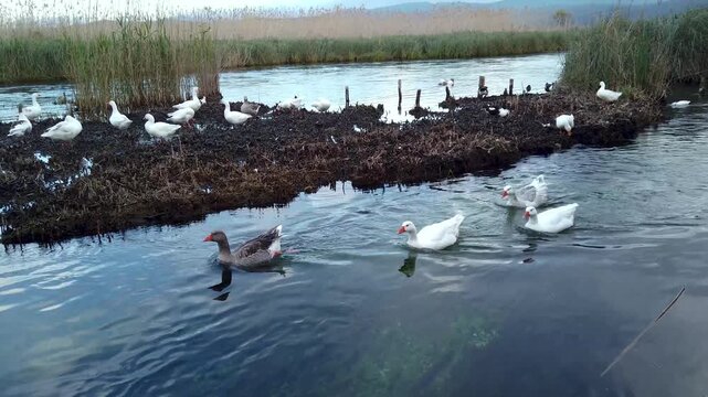 Azmak River in Akyaka, Mugla, Turkey, with white and grey domestic geese swimming in clear spring-fed water past a reed island, near the Gulf of Gokova