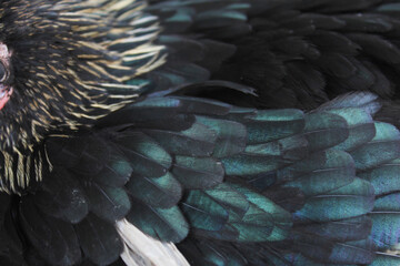 black chicken feather texture with metallic green sheen and natural pattern © Hendri