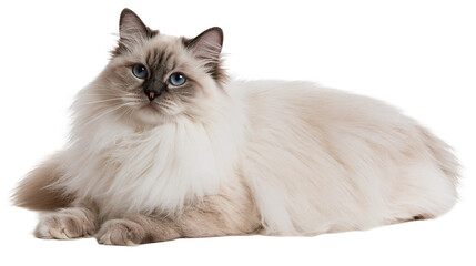 Fluffy Birman cat with blue eyes and cream colored fur lying down © Ari