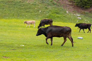 Cattle graze across lush green highland pasture in rural Kyrgyzstan © yalcinsonat