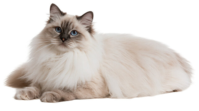 Fluffy Birman cat with blue eyes and cream colored fur lying down