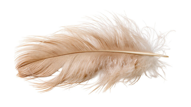 Soft light brown bird feather with delicate barbs and central quill