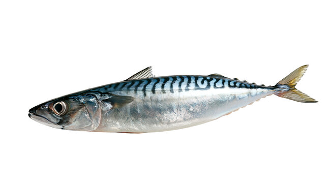 Fresh whole Atlantic mackerel fish with metallic blue and silver scales