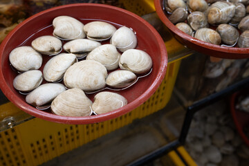 Fresh raw white clams submerged in water in round red basin displayed at Jagalchi Fish Market in South Korea. © 완수 안