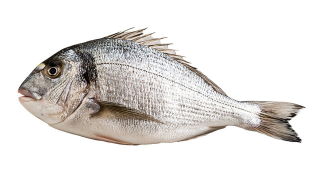 Fresh whole gilthead sea bream fish with silver scales and spiny dorsal fin