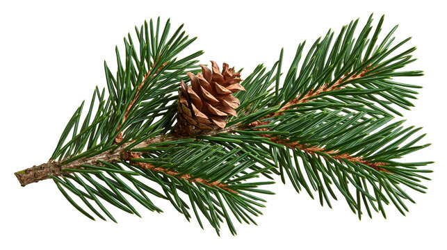 Evergreen pine tree branch with a single brown textured seed cone